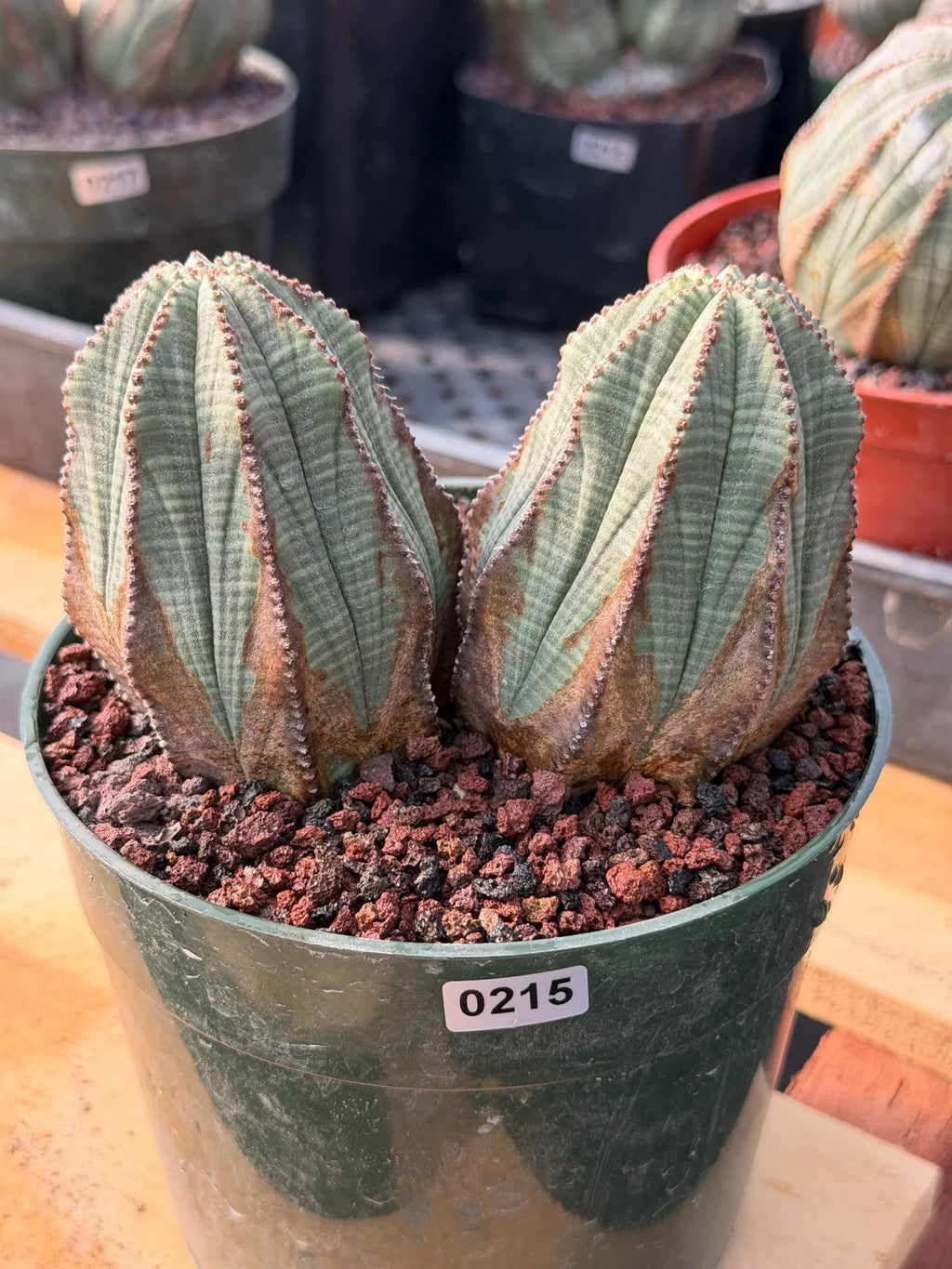 Euphorbia Obesa Double Head #215 | Large Rare Collector Succulent
