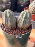 Euphorbia Obesa Double Head  | Large Rare Collector Succulent | #215