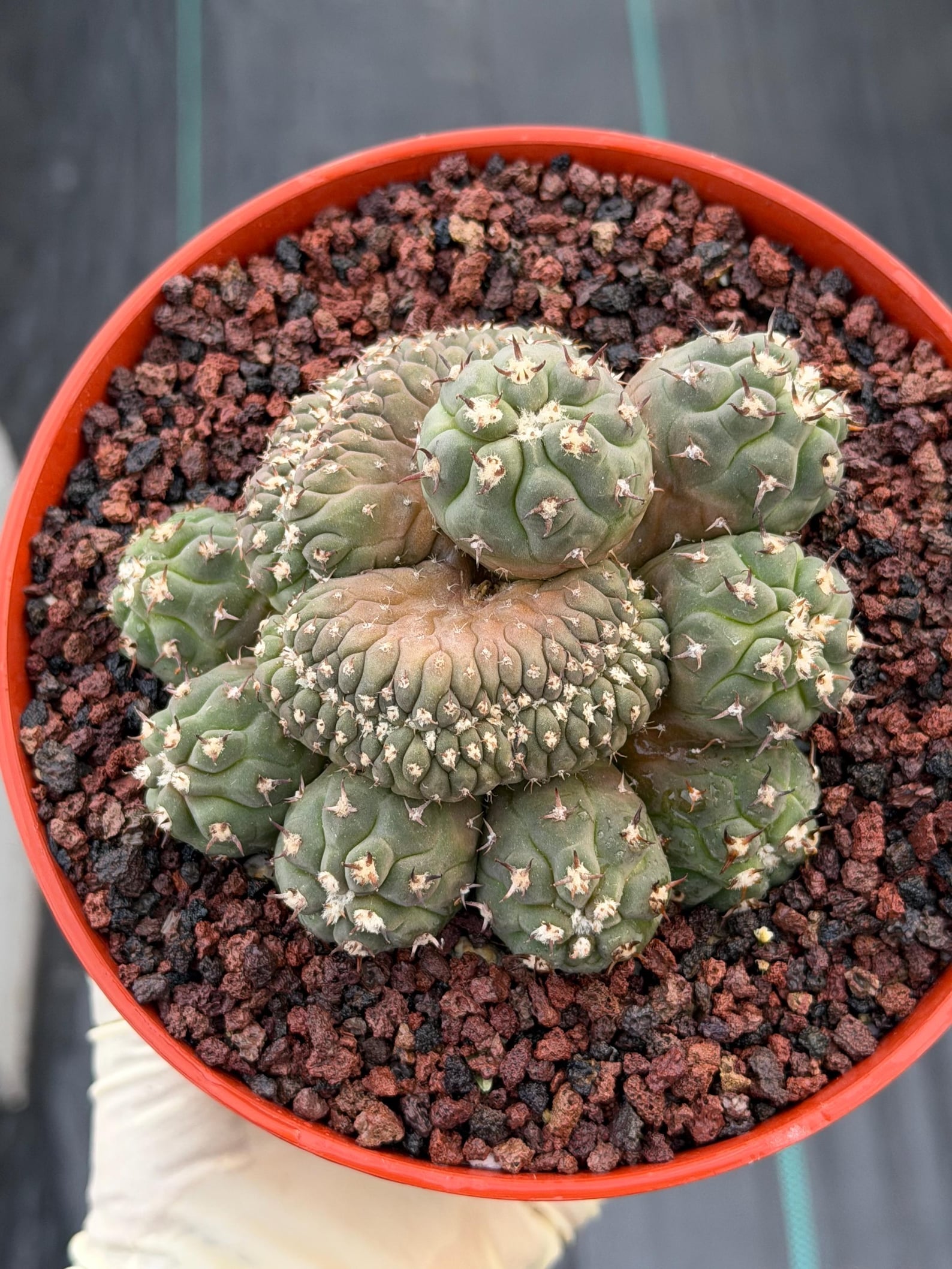 Gymnocalycium Spegazzinii Unguispinum Cluster #331 | Rare Collector Cactus | Live Plant