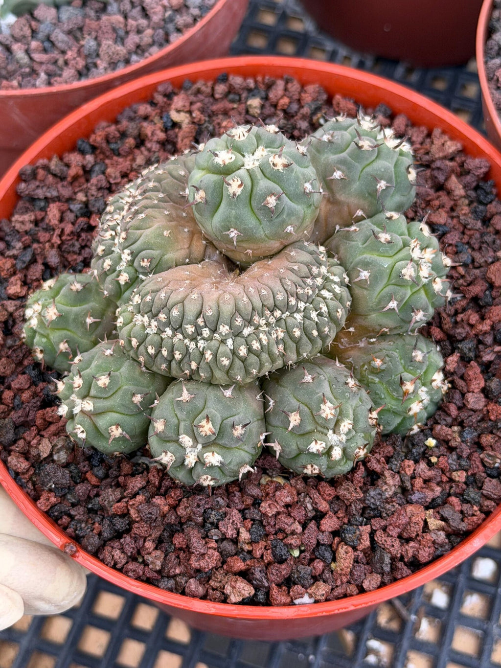 Gymnocalycium Spegazzinii Unguispinum Cluster #331 | Rare Collector Cactus | Live Plant