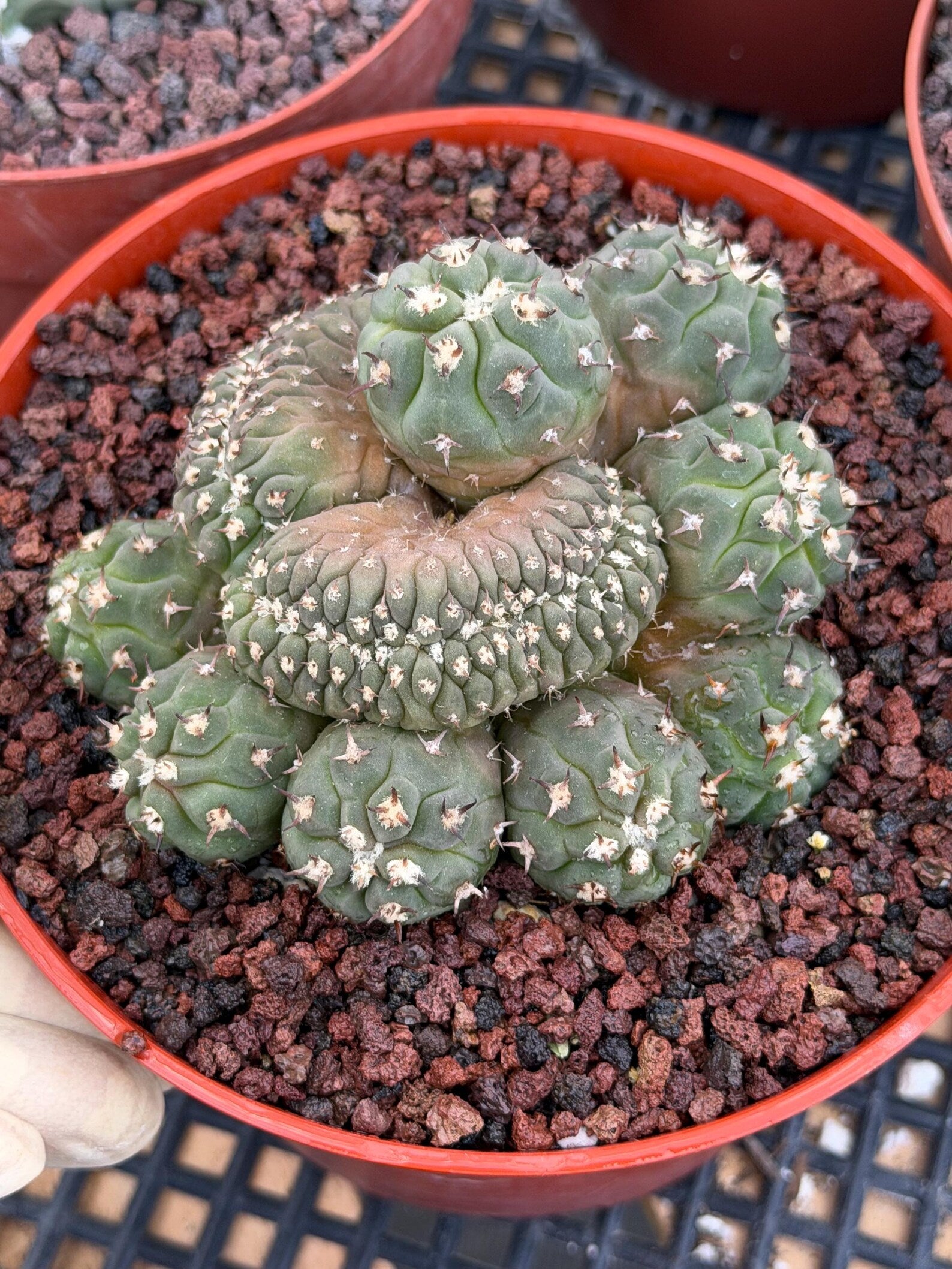 Gymnocalycium Spegazzinii Unguispinum Cluster #331 | Rare Collector Cactus | Live Plant