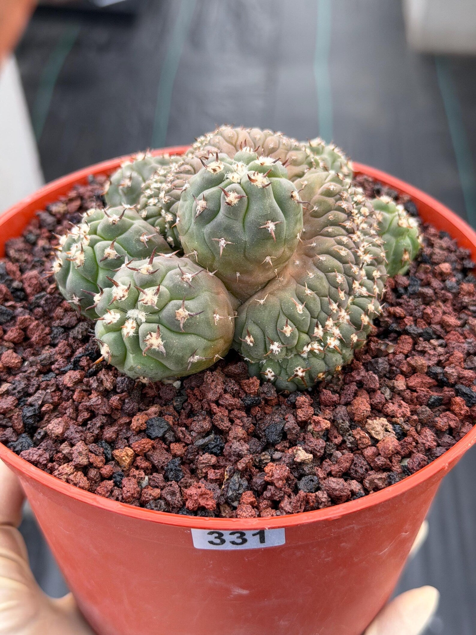 Gymnocalycium Spegazzinii Unguispinum Cluster #331 | Rare Collector Cactus | Live Plant