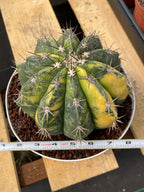 Variegated Melocactus Live Cactus – Collector Plant #239