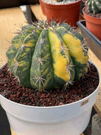 Variegated Melocactus Live Cactus – Collector Plant #239