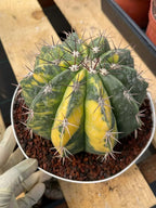 Variegated Melocactus Live Cactus – Collector Plant #239