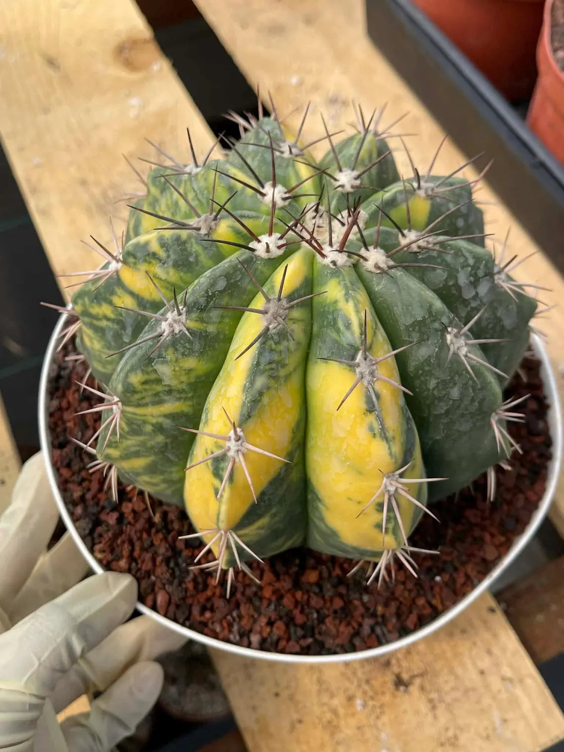 Variegated Melocactus Live Cactus – Collector Plant #239