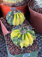 Rare Variegated Echinocactus Texensis (Horse Crippler) #247