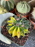 Rare Variegated Echinocactus Texensis (Horse Crippler) #247