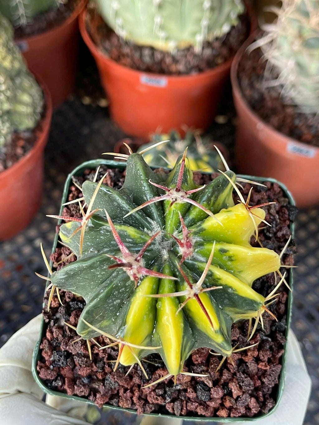 Rare Variegated Echinocactus Texensis (Horse Crippler) #247