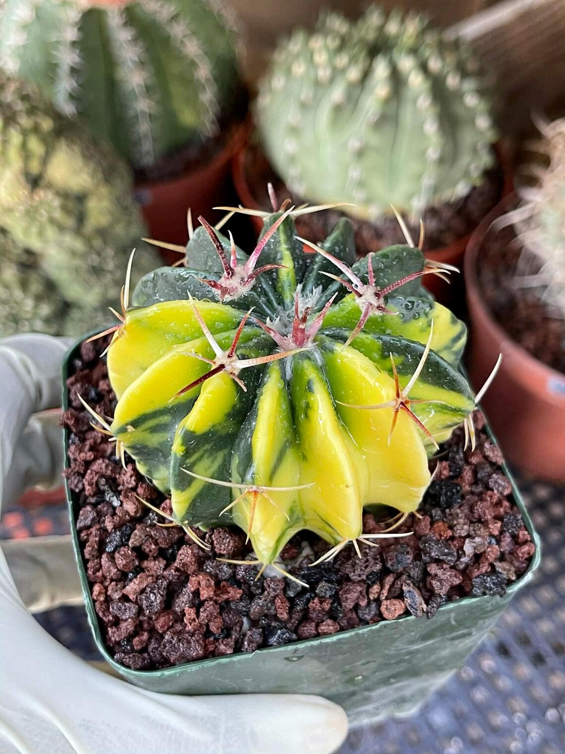 Rare Variegated Echinocactus Texensis (Horse Crippler) #247
