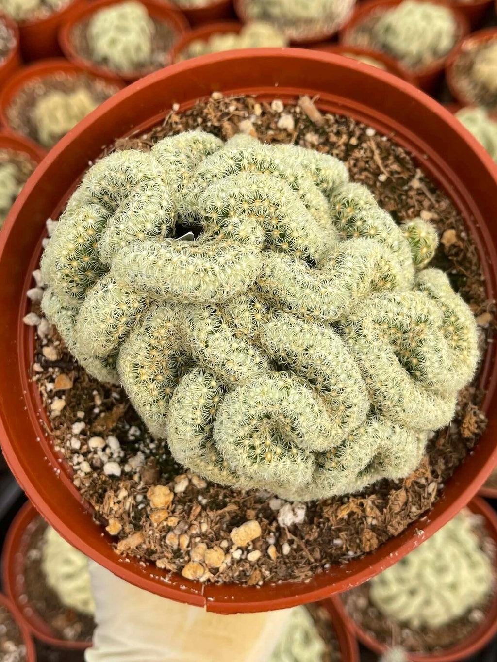 Brain Cactus Mammillaria elongata ‘Cristata’ – Rare Crested Succulent