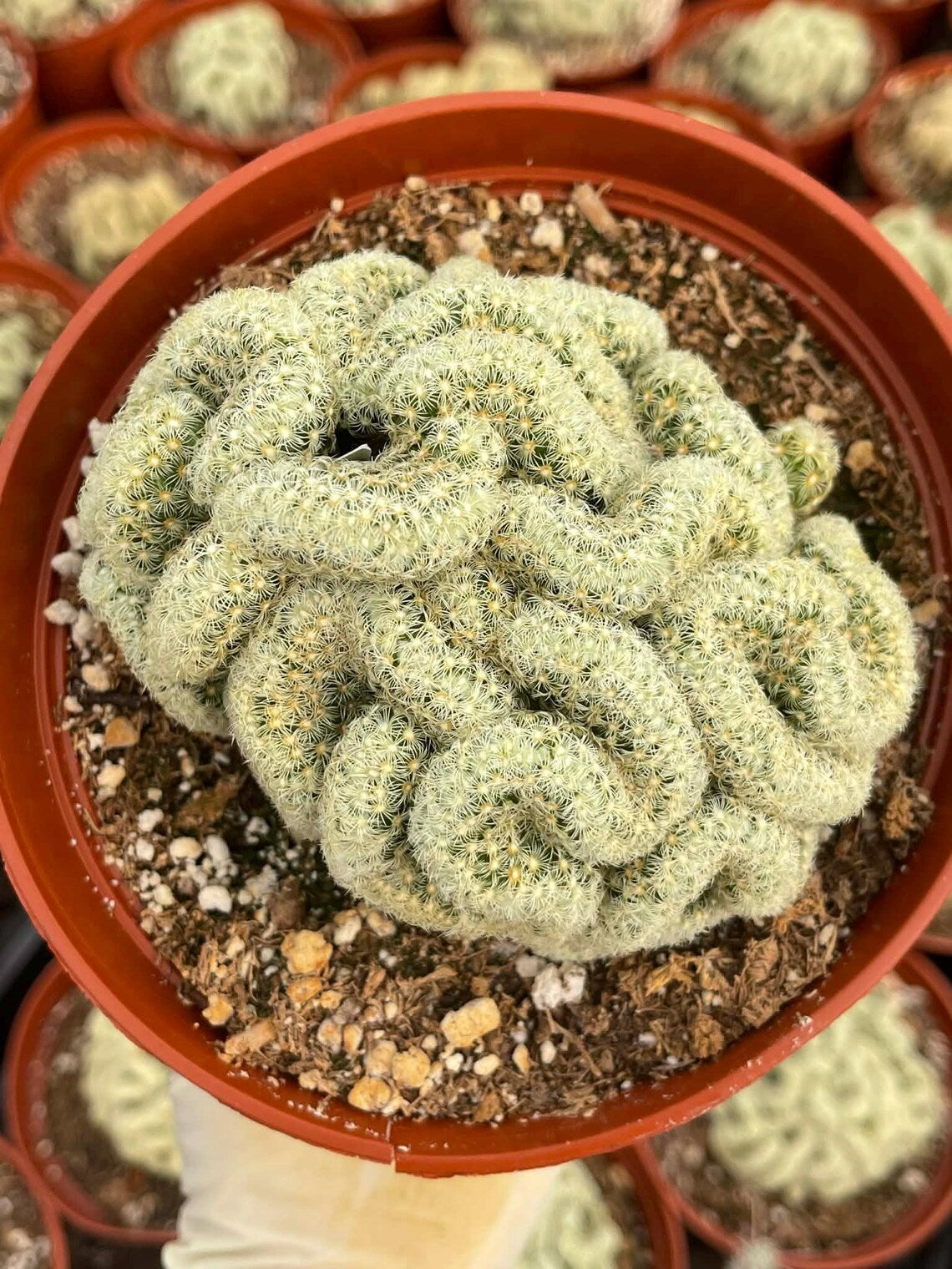 Brain Cactus Mammillaria elongata ‘Cristata’ – Rare Crested Succulent