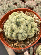 Brain Cactus Mammillaria elongata ‘Cristata’ – Rare Crested Succulent