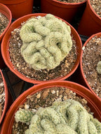 Brain Cactus Mammillaria elongata ‘Cristata’ – Rare Crested Succulent