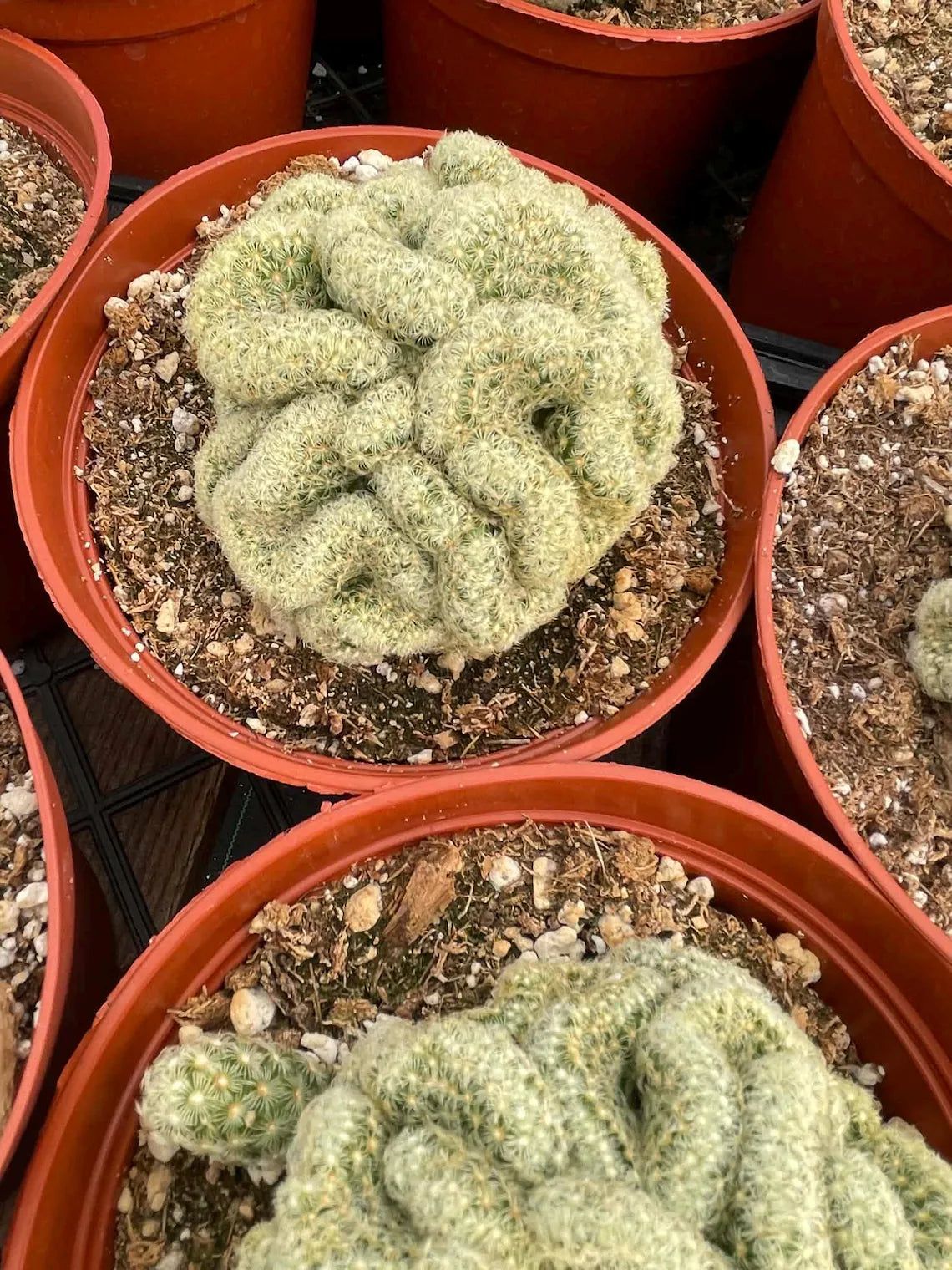 Brain Cactus Mammillaria elongata ‘Cristata’ – Rare Crested Succulent