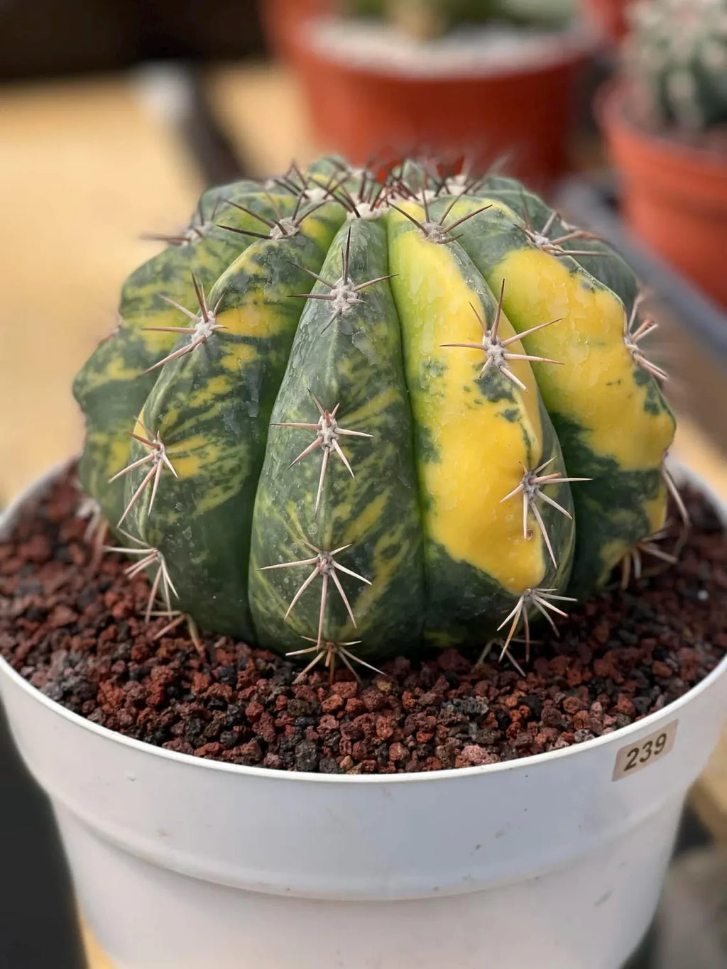 Variegated Melocactus Live Cactus – Collector Plant #239