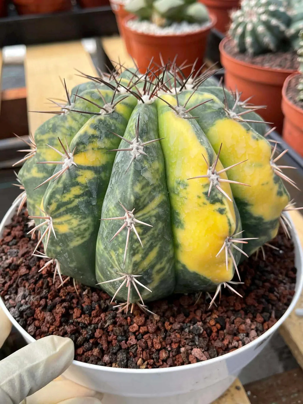 Variegated Melocactus Live Cactus – Collector Plant #239
