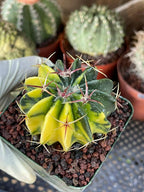 Rare Variegated Echinocactus Texensis (Horse Crippler) #247