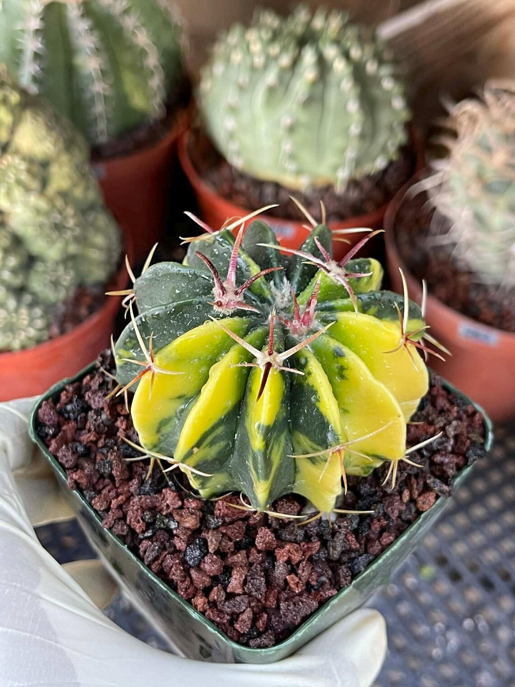 Rare Variegated Echinocactus Texensis (Horse Crippler) #247