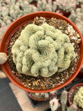 Brain Cactus Mammillaria elongata ‘Cristata’ – Rare Crested Succulent