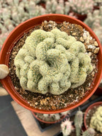 Brain Cactus Mammillaria elongata ‘Cristata’ – Rare Crested Succulent