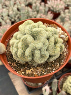 Brain Cactus Mammillaria elongata ‘Cristata’ – Rare Crested Succulent
