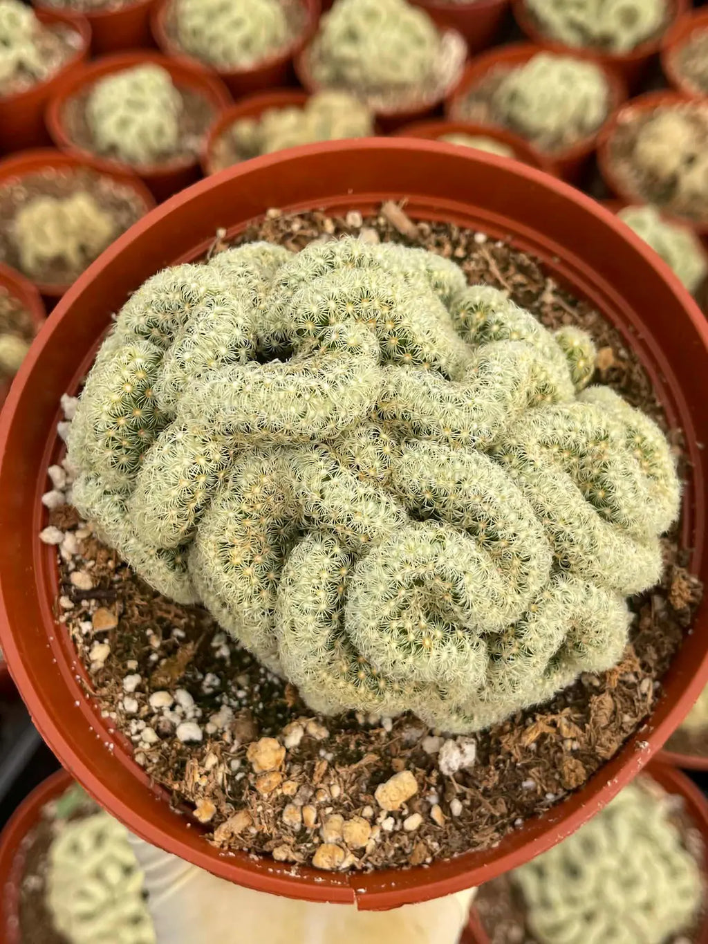 Brain Cactus Mammillaria elongata ‘Cristata’ – Rare Crested Succulent
