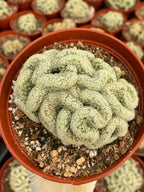 Brain Cactus Mammillaria elongata ‘Cristata’ – Rare Crested Succulent