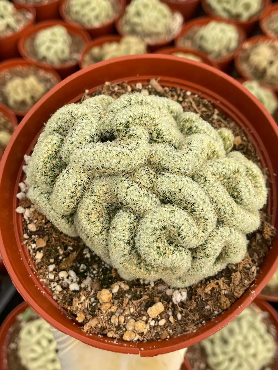 Brain Cactus Mammillaria elongata ‘Cristata’ – Rare Crested Succulent
