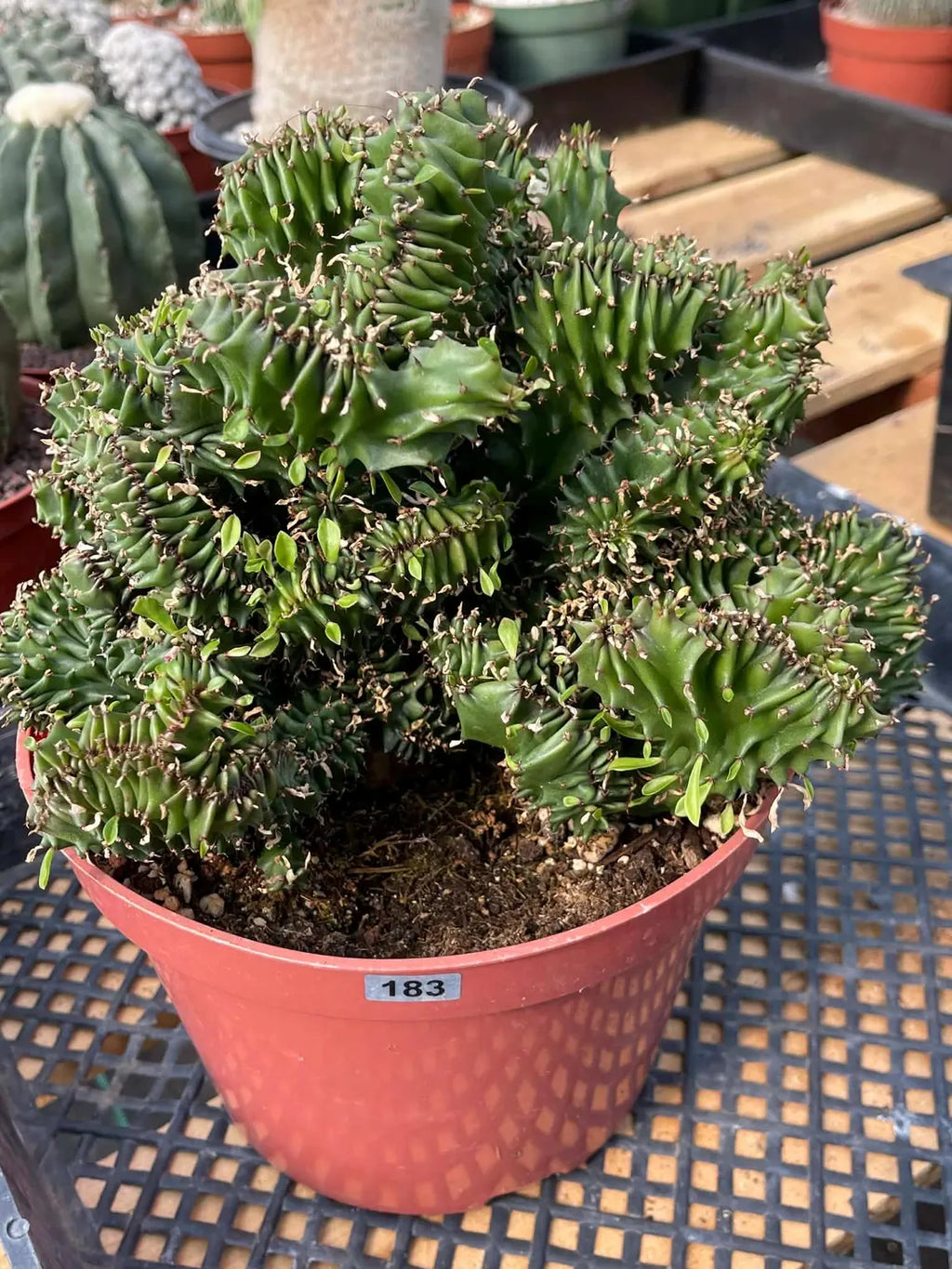 Crested Euphorbia Ammak | Rare Live Collector Succulent #183