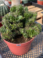 Crested Euphorbia Ammak | Rare Live Collector Succulent #183