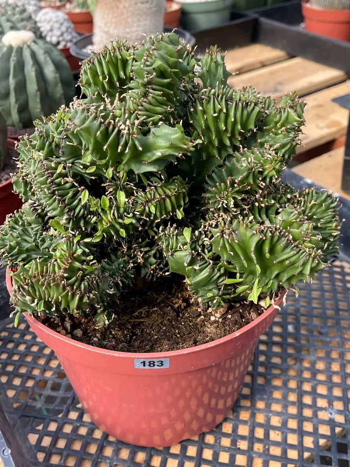 Crested Euphorbia Ammak | Rare Live Collector Succulent #183
