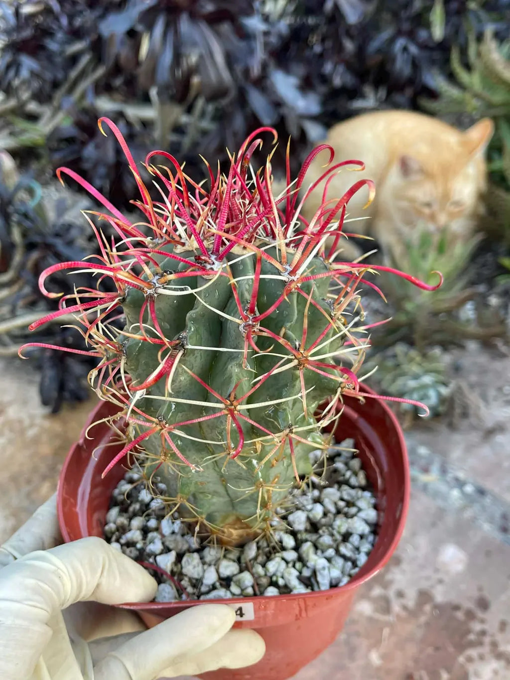 Ferocactus Gracilis Red Spine Barrel Cactus | Rare Live Cactus | Exact Plant #384
