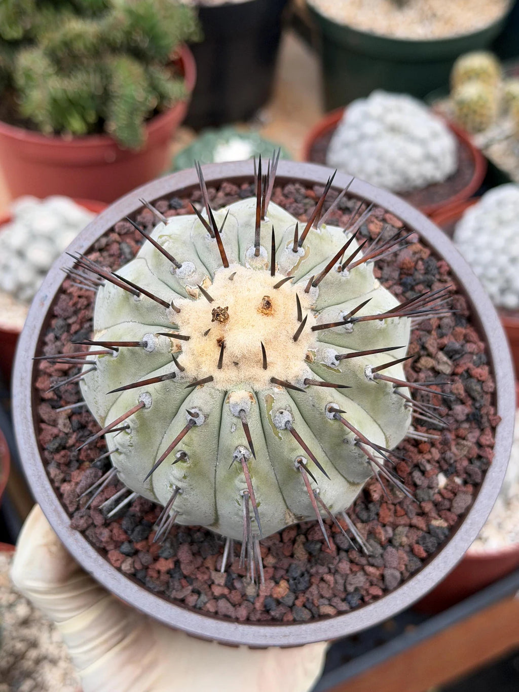 Copiapoa Cinerea – Mature Collector Specimen with Beautiful Cephalium