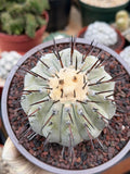 Copiapoa Cinerea – Mature Collector Specimen with Beautiful Cephalium