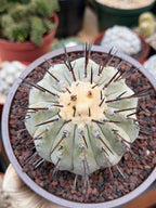Copiapoa Cinerea – Mature Collector Specimen with Beautiful Cephalium