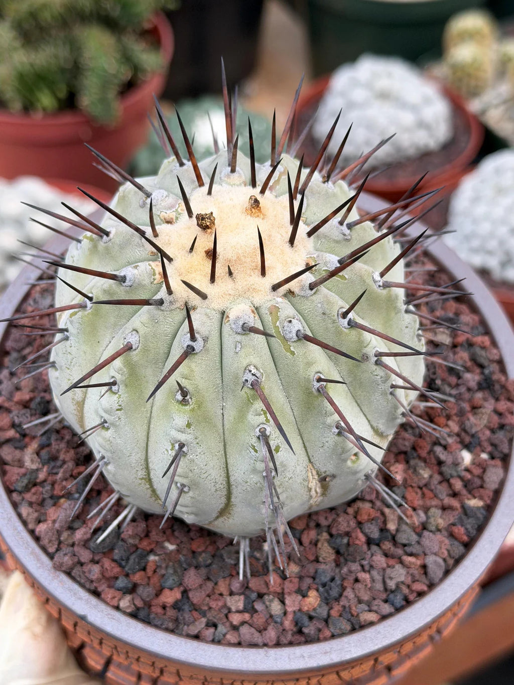 Copiapoa Cinerea – Mature Collector Specimen with Beautiful Cephalium