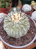 Copiapoa Cinerea – Mature Collector Specimen with Beautiful Cephalium