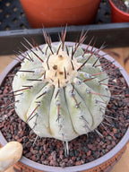 Copiapoa Cinerea – Mature Collector Specimen with Beautiful Cephalium