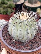 Copiapoa Cinerea – Mature Collector Specimen with Beautiful Cephalium