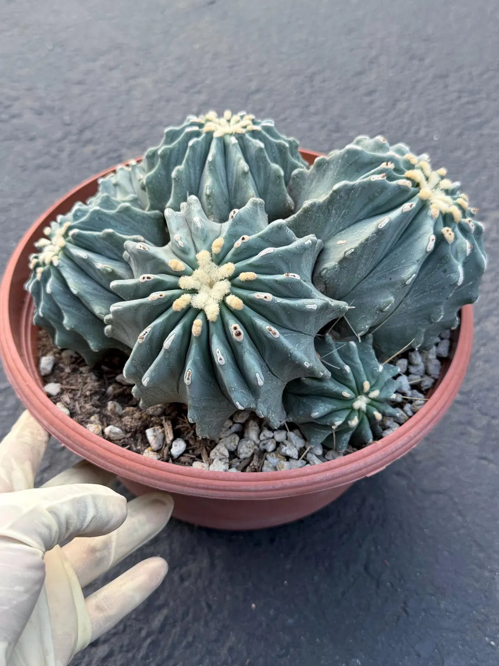 Ferocactus glaucescens inermis cluster – Rare live cactus specimen for collectors