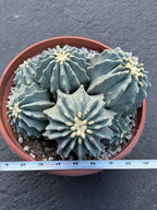 Ferocactus glaucescens inermis cluster – Rare live cactus specimen for collectors