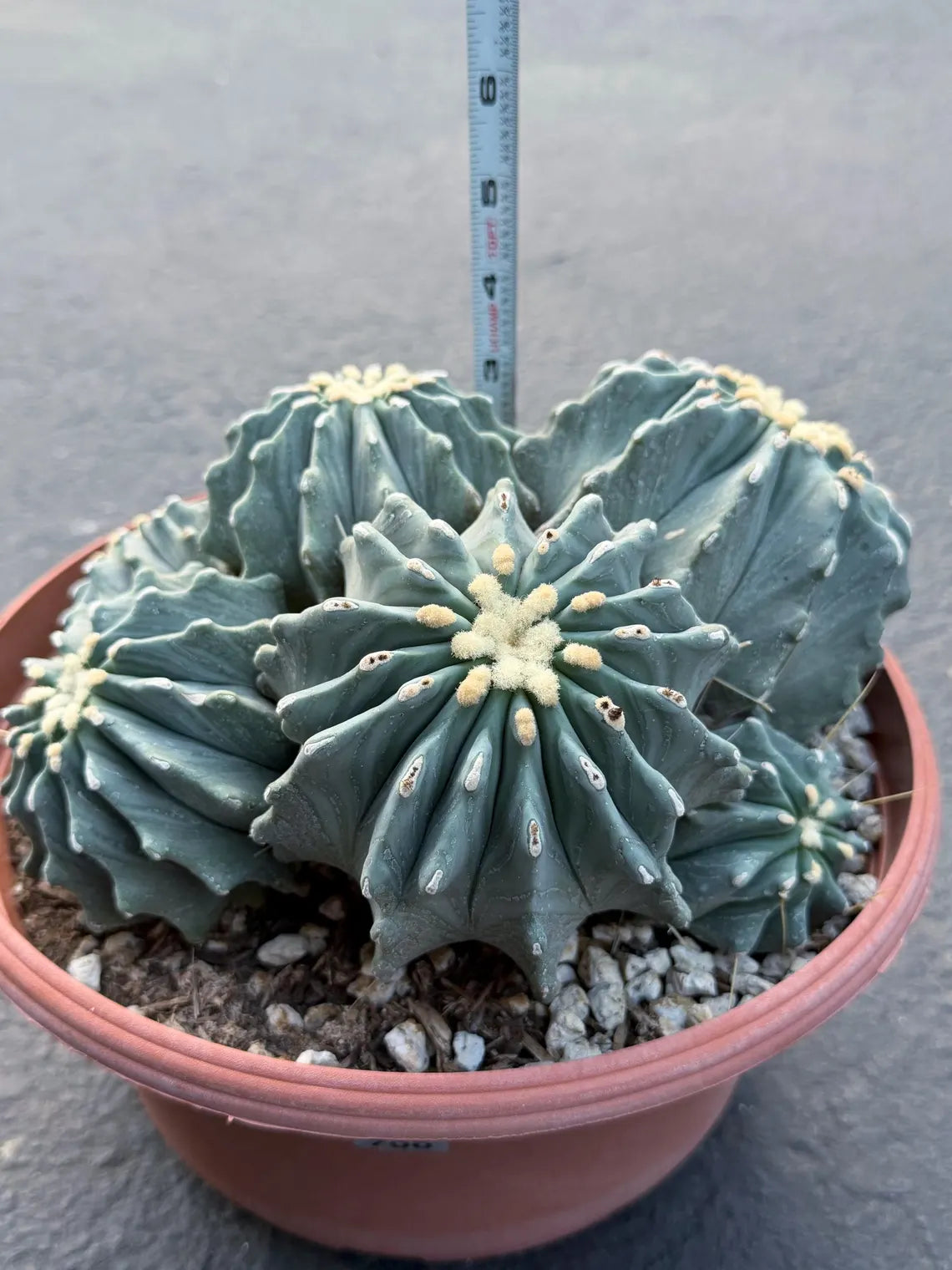 Ferocactus glaucescens inermis cluster – Rare live cactus specimen for collectors