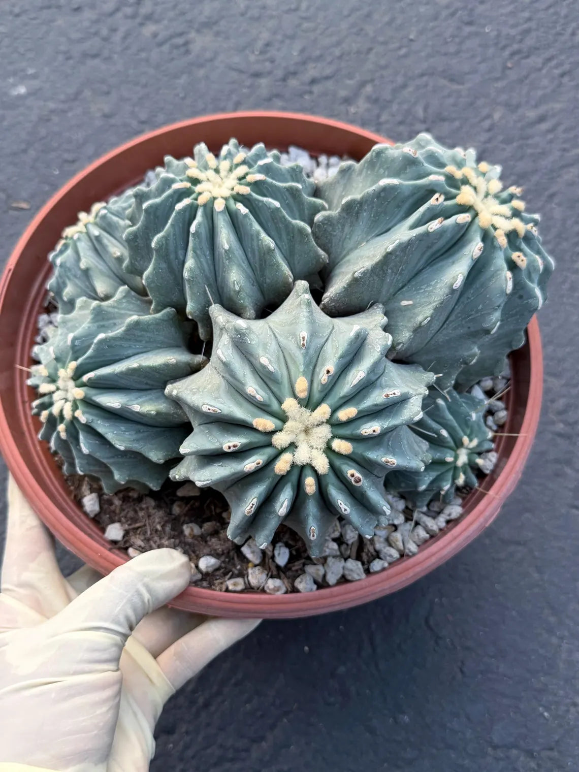 Ferocactus glaucescens inermis cluster – Rare live cactus specimen for collectors