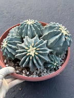 Ferocactus glaucescens inermis cluster – Rare live cactus specimen for collectors