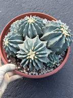 Ferocactus glaucescens inermis cluster – Rare live cactus specimen for collectors
