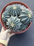 Ferocactus glaucescens inermis cluster – Rare live cactus specimen for collectors