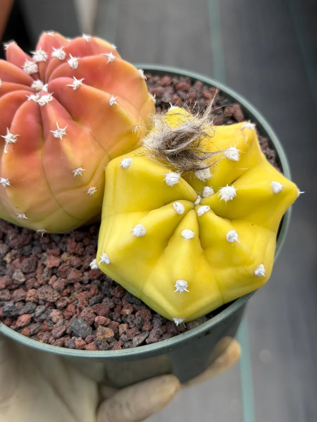 Sun-Stressed Domino Cactus | Seed Grown Live Cactus #756
