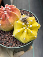 Sun-Stressed Domino Cactus | Seed Grown Live Cactus #756