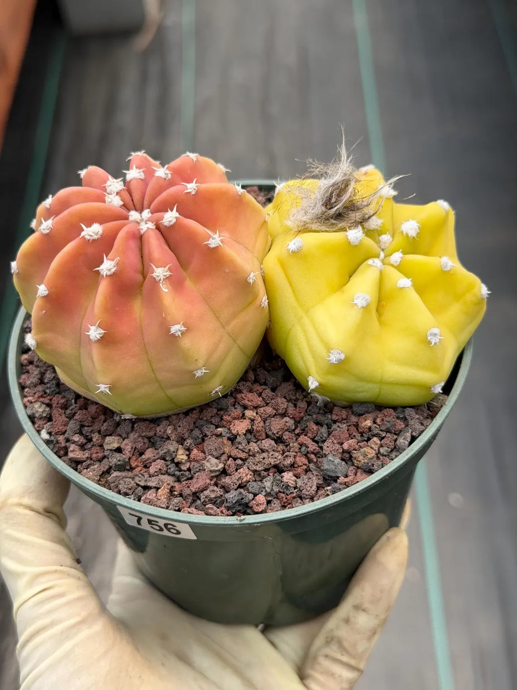 Sun-Stressed Domino Cactus | Seed Grown Live Cactus #756